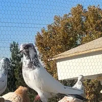 کفتر آس|پرنده|کرج, فاز ۲ مهرشهر|دیوار