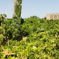 باغ انگور همراه آب چاه موتور|فروش دفتر صنعتی، کشاورزی، تجاری|کاشمر, |دیوار