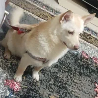 سگ پاکوتاه جک راسل ماده