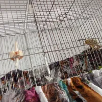 قناری نر بخون|پرنده|شهریار, شهریار|دیوار