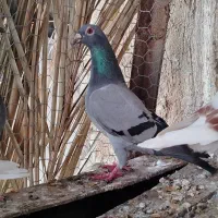 ماده عربستان