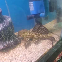 ماهی کت فیش لجنخوار