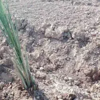 فسیل پاجوش مضافتی