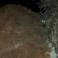 علف‌خشک‌فروشی‌حدود۶۰شرخه