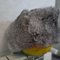 کلاه پوست|لباس|تهران, هفده شهریور|دیوار