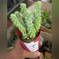 گیاه کاکتوس و ساکولنت هدیه مدارس سازمان و شرکت ها|گل و گیاه طبیعی|تهران, سهروردی|دیوار