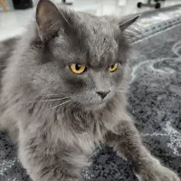 گربه|گربه|گرگان, |دیوار
