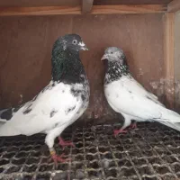 کبوتر خارجی و ایرانی