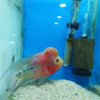 ماهی زینتی|ماهی|شیراز, بازار|دیوار