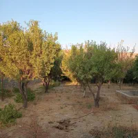فروش-باغ-بادرختان-ثمری
