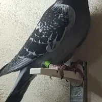 مسافتی اصل از پدر مادر مدرک دار900کیلومتر نشسته