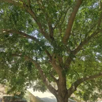 باغ شهری روستای چاه عربی اتوبان بوشهر برازجان|فروش خانه و ویلا|برازجان, |دیوار