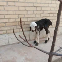 بره شیری|حیوانات مزرعه|حمیدیا, |دیوار