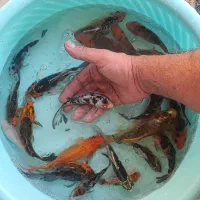 ماهی|ماهی|اصفهان, نصرآباد|دیوار