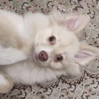 پامر روباهی شش ماهه