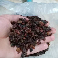 بی دونه آفتابی بدونه هسته|خوردنی و آشامیدنی|ماهدشت, |دیوار