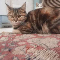 واگذاری رایگان دو عدد گربه