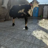 بره قوچ لخت پوست گاوی|حیوانات مزرعه|بروجرد, |دیوار