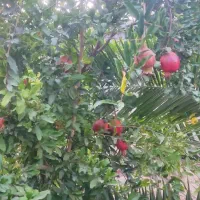 باغ ویلای|فروش خانه و ویلا|شیراز, بید زرد|دیوار