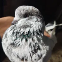 کبوتر جوجه کشی