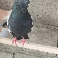 5عددکبوتر یکجا.فروشی