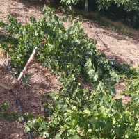 ریشه مو انگور رشه سردشت