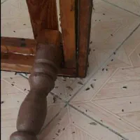 سمپاشی منزل با 30سال سابقه|خدمات نظافت|ورامین, ورامین|دیوار