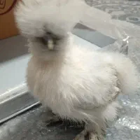 جوجه ابریشمی