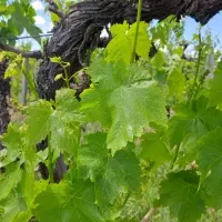 برگ مو|خوردنی و آشامیدنی|ارومیه, |دیوار