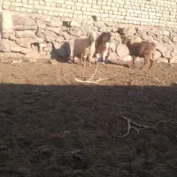 ۳ تا بزغاله نر چاق فروشی گوسفند.میش.بز.بزغاله