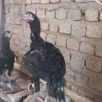 خروس لاری