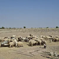 میش بره دار