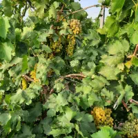 باغ ویلا تاکستان شهرک اک|فروش خانه و ویلا|اسفرورین, |دیوار