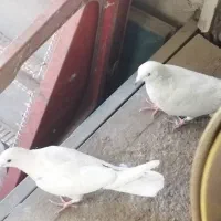 کبوتر کفتر|پرنده|کرج, کوی امامیه|دیوار