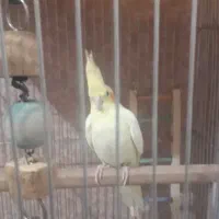عروس هلندی ماده