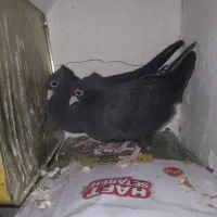 ی جفت جوجه زاغ .و ماده سبز پرشی