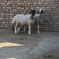 2راس بره ماده قوچ خورده کله بور|حیوانات مزرعه|کاشمر, |دیوار