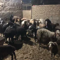 میش و بره جوان|حیوانات مزرعه|قرچک, ولی آباد|دیوار