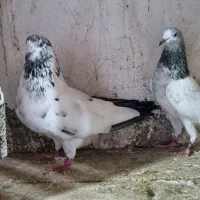 سه جفت کبوتر پا جفتی...