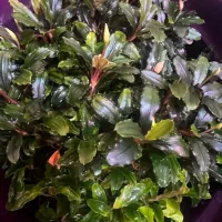 گل و گیاه اکواریوم پلنت|ماهی|تبریز, |دیوار