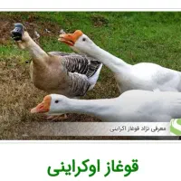 قوغاز اکراینی سفید