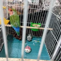کوتوله برزیلی نربالغ