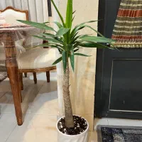 گل یوکا