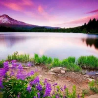 کارباغبانی در منزل