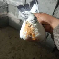 کبوتر زوردار