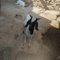 بز خو|حیوانات مزرعه|بندر دیر, |دیوار