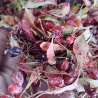 زرشک کوهی|خوردنی و آشامیدنی|قم, کلهری|دیوار