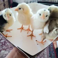 جوجه گلین