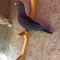 کبوترعطیقه