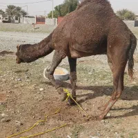 خریدار انواع گاو و شتر